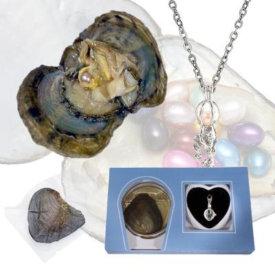 China Freshwater Pearl Customized Freshwater Pearl with Pearl Tin Box Oysters Pearl Oyster Tin Box Freshwater Oysters Pearl for sale