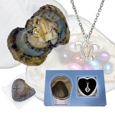 China Narrow Round Pearl Oyster Pearl Vacuum Packing Freshwater Freshwater Freshwater Pearl Oyster for sale