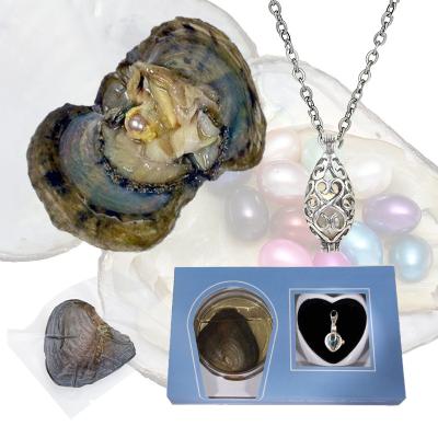 China Freshwater Pearl Freshwater Cultured Pearl Wish Love Wish Oyster Gift Set Real Pearl Pearl Wish Freshwater Pearl for sale