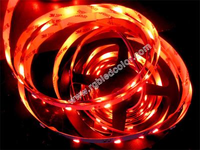 China DC12V 24V RGBW LED STRIP 30LED/M for sale