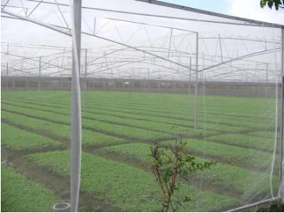 China agriculture insect net,40x35mesh,105gr/sqm,4m width for sale