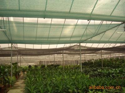 China 100% virgin pe net,insect net ,40x25mesh,90gr/sqm 5years life for sale