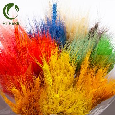 China Hot Selling Dried Flower Preserved Flower 30 Pieces Real Wheat Multicolor Dry Flower Dried Flower For Decoration for sale