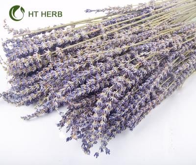 China Rabbit Tails Grass Free Sample Preserved Flower Garden Decoration Material Dried Natural Lavender Flower for sale