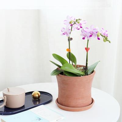 China Simply New Arrival Simple Design Colored Cement Orchid Pots With Saucer For Garden Decor for sale