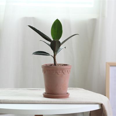 China Simply simple style colored cement green plant pot with saucer for garden decor for sale