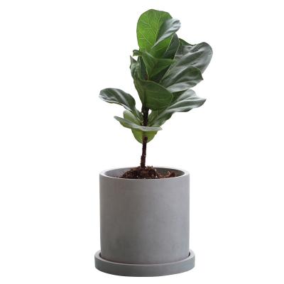 China Modern Wholesale Modern Round Cylinder Shape Cement Flower Pot With Tray For Green Plant With Flower/Green Plant for sale