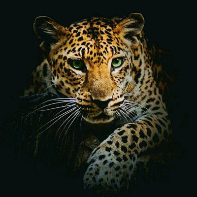 China HUACAN Cross Stitch Diamond Painting Tiger Leopard Custom Modern Animal Mosaic Picture Home Decoration Crafts for sale