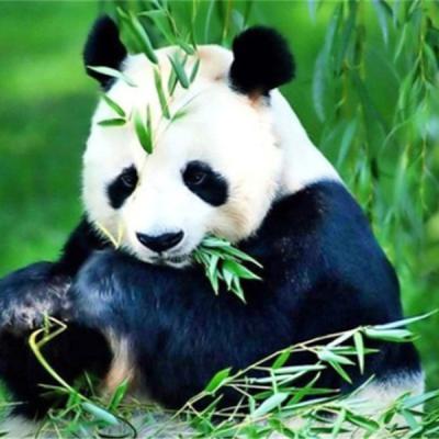 China Diamond Painting Set Diamond Painting Set Panda Diamond Indoor Modern Fashion Room Bedroom Decoration Full Animal Wall Art for sale