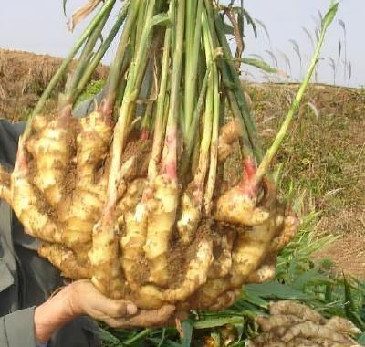 China Chinese Fresh Frozen Ginger Wholesale Price FROZEN Ginger for sale