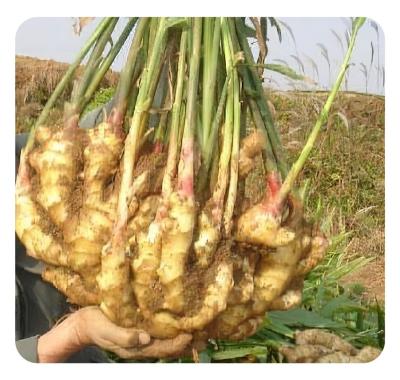 China Frozen ginger shangdong ginger wholesale price high quality fresh FROZEN export best for sale