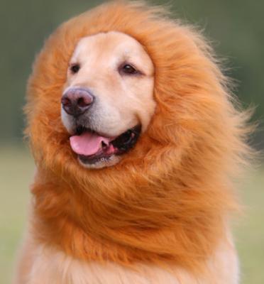 China Liveable Medium & Large Speedypet Pet Costume Dog Lion Mane for sale