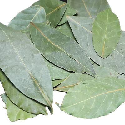 China 2021NEW BAY LEAF CULTURE Dry BAY LEAVES for sale