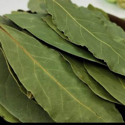 China DRY BAY LEAF BAY LEAVES for sale