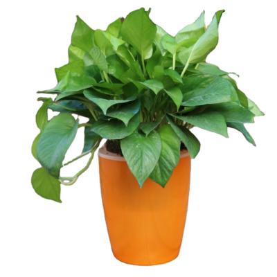 China Self Watering Flower Pot Resin Planter Plastic Self Watering Planter for sale