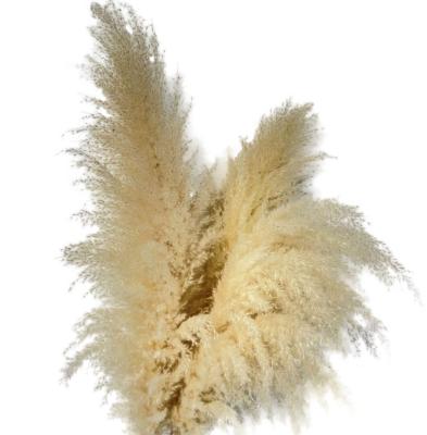 China Home Decoration Pampas Grass Wholesale Cheap Price Dried Flowers For Home Decors Weddings Flower Arrangements for sale