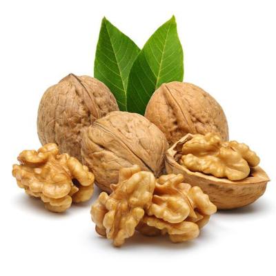 China New Dry Chinese Cultured Walnut Price In China for sale