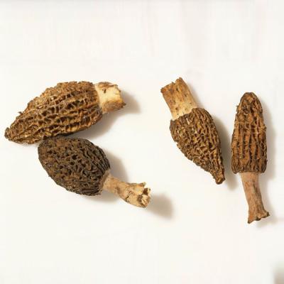 China Dry nightshade esculenta dry morchella conica nightshade mushroom for sale