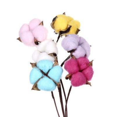 China Wholesale Natural Cotton Decorative Preserved Flowers Cotton Real Dried Flowers Dry for sale