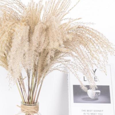 China Modern Mini Pampas Grass Natural Real Dried Bouquet Flower Home Decor Wedding Dried Pampas Grass for sale