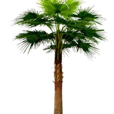 China High Quality Hotels Landscape Outdoor Decorative Artificial Fan Palm Trees for sale