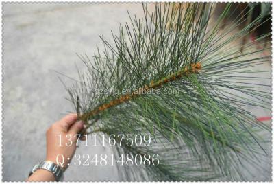 China Long leaves plastic artificial pine branches/fake branches/artificial pine branches for decorative weddings for sale