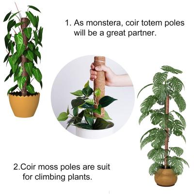 China Coconut Fiber Moss Pole Indoor Plants For Home Gardens Coir Moss for sale