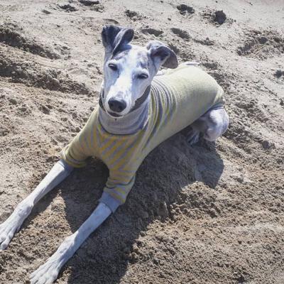 China OEM Viable Custom Dog Manufacturer Casual Pet Qiqu Yellow Gray Striped Short Sleeve Basing T-shirt Vest For Italian Grreyhound for sale