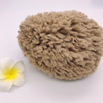 China All Natural Plant Pure Natural Wool Sea Sponge For Body Children Greece Bath Facial Cleansing Organic Sponge for sale