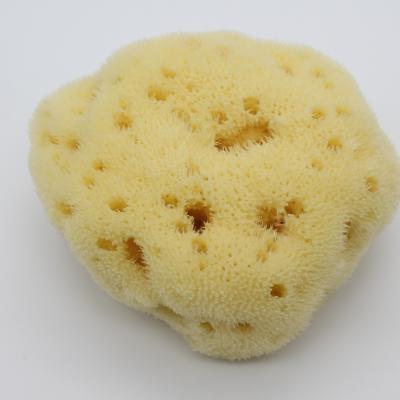 China All Natural Sea Natural Sponge Honeycomb Bath Greece Sponge Bath For Baby for sale