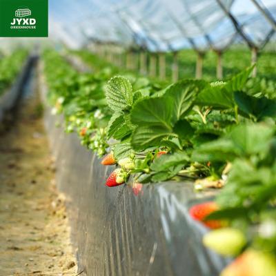 China Greenhouse Plastic farming greenhouses with agricultural equipment for sale