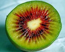 China supplying Red NO.1 kiwi seedlings red pulp kiwi seedlings 2y grafted red kiwifruit seedlings for sale