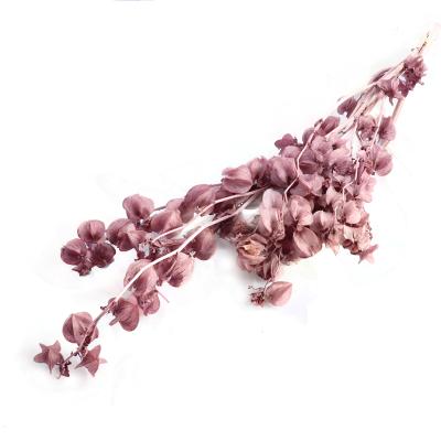 China 2020 Events Decoration Campanula Flower Best New True Preserved Eternal Nature For Party Wedding Home Decor for sale