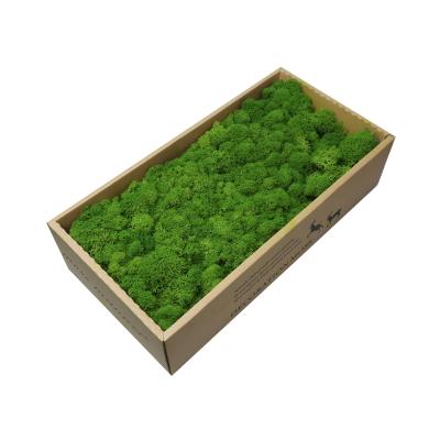 China Real Flower Multi Color Wall Decoration Moss Beautiful And Soft Natural Preserved Moss For Garden Decoration Wholesale Moss for sale