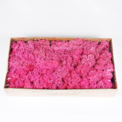 China Decorative Fowers Many Colors Wholesale High Quality Dry Preserved Moss For Decoration for sale