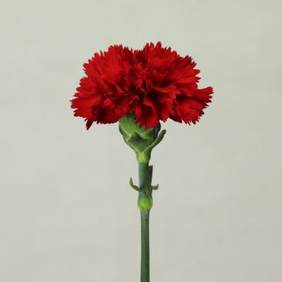 China The Cut Flower Price Garden Flowers Yunnan Sterms 50CM+ Fresh Cut Flowers Carnation for sale