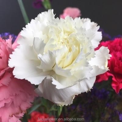 China White natural purple carnation flower arrangement for Valentine's Day 70-80cm for sale