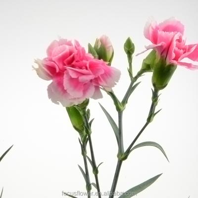 China most popular durable 70-80cm soap flower carnation export flowers for sale