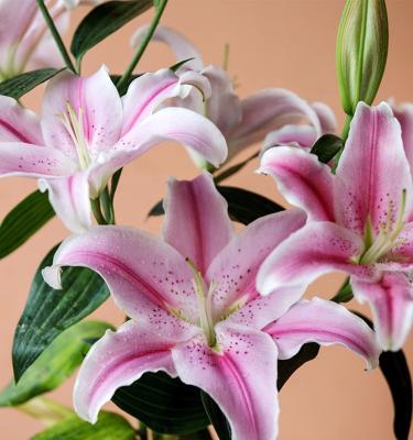 China Real Natural Lilium Sorbonne Lily For Cut Contact Flower 40cm-80cm for sale