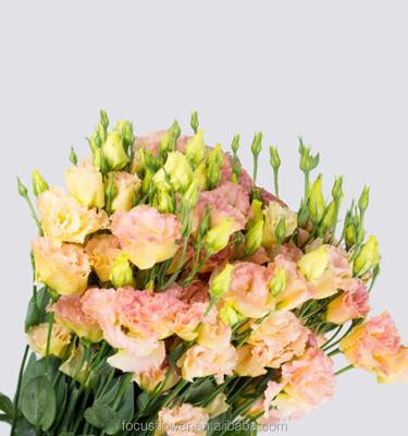 China Colorful Fresh Cut Flower Eustoma With High Quality From China 50-70cm for sale