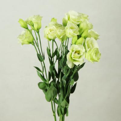 China Wholesale Fresh Cut Flower Eustoma from Dounan Kunming China 65cm for sale