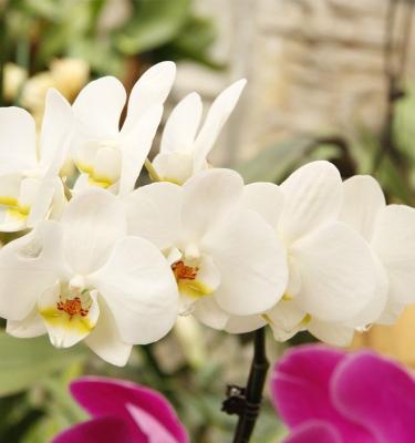 China Wholesale Kunming Fresh Flower Hot Selling Orchid 60-80cm for sale