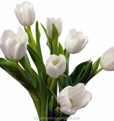 China Happy Season Tulip White Fresh Cut Flowers with Factory Price 40cm for sale