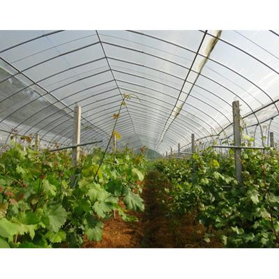 China Green House Durable Micro Fine Mesh Insect Netting for sale