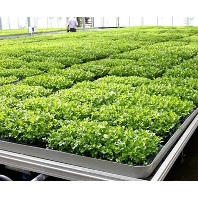 China Simple Operation Galvanized Wire Mesh Greenhouse Rolling Benches for sale