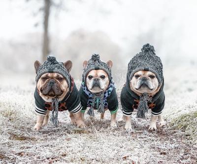 China Big Large British Bulldog Design Autumn And Winter Fur Ball Spot Dog Hat Cute Viable Windproof Warm Style for sale