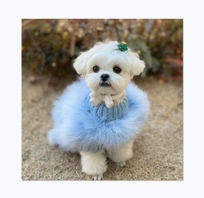 China Real High Fashion Lady Turkey Feather Winter Pet Warm Clothes Feathered Luxury Dog Sweater Viable for sale