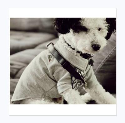 China Fashion factory price pet T-shirt brand fashionable pet stocked thin t-shirt for sale