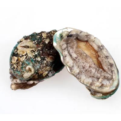 China New product high quality low salt seafood price promotion fresh frozen cooked abalone for sale