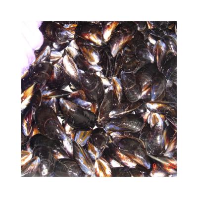 China Reasonable price good quality new product frozen cooked seafood mussel with cheap price 31-35PCS/LB for sale